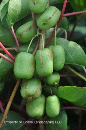 Kiwi D O female fruit